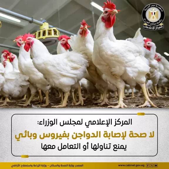معلومات الوزراء: أوضاع مزارع الدواجن مستقرة.. ولا وجود لأي فيروس يمنع تناولها أو التعامل معها