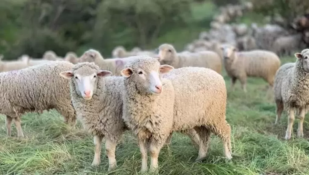 شروط ذبح الأضحية قبل عيد الأضحى