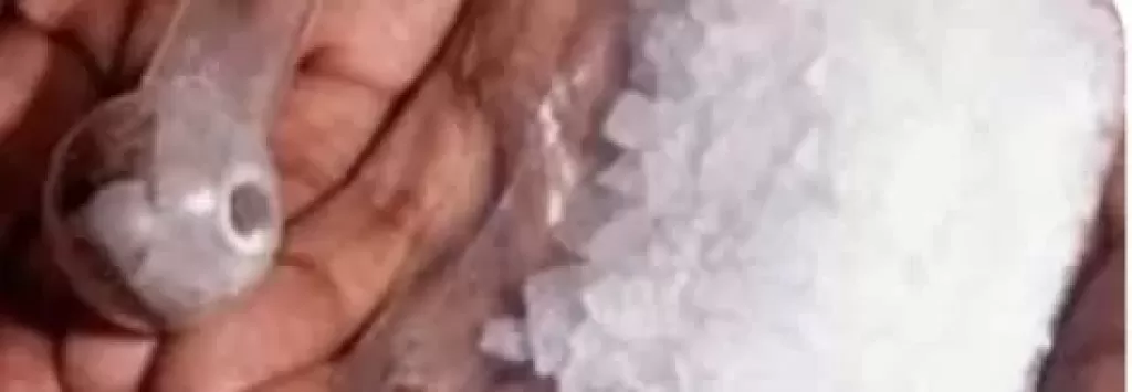 مباحث بيلا تلقي القبض على مسجل وبحوزته كمية من الشابو وسلاح ناري وميزان حساس
