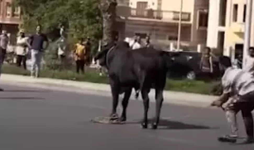 رئيس شعبة القصابين ”للنهار”: الجزار الدخيل هو السبب الرئيسي في هروب الأضاحي.. والزبون شريك في الخطأ