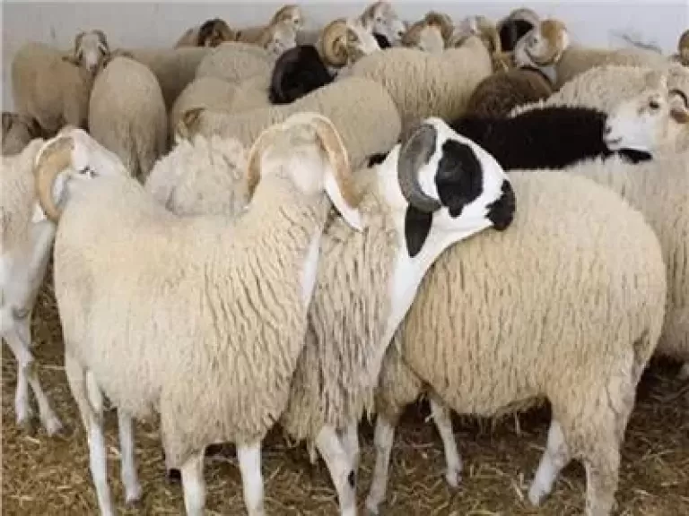 عيد الاضحى ..شروط الأضحية السليمة وكيفية تحديد عمرها من أسنانها؟