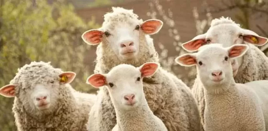آداب الأضحية وسننها.. كيف تضحي بالشكل الصحيح وتنال الأجر كاملاً؟
