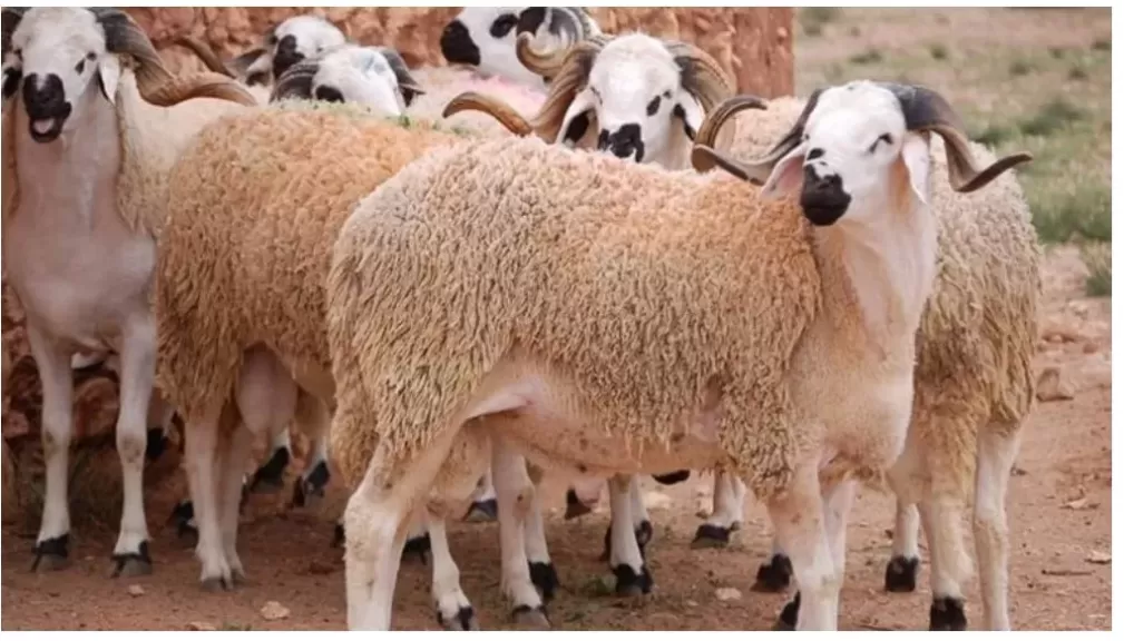 عيد الأضحى2025 ..ما هو آخر موعد لذبح الأضاحى؟.. الإفتاء تُجيب