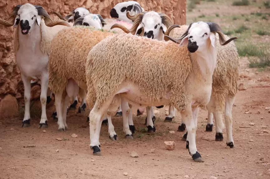 الإنارة هي السبيل.. حكم ذبح الأضحية ليلا؟