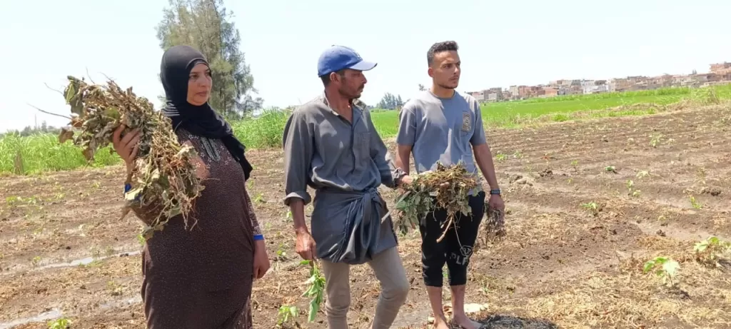 مأساة مزارع يفقد نصف محصول القطن بسبب مجهولين في كفرالشيخ.. ورسالة استغاثة: ”بيتنا انخرب”