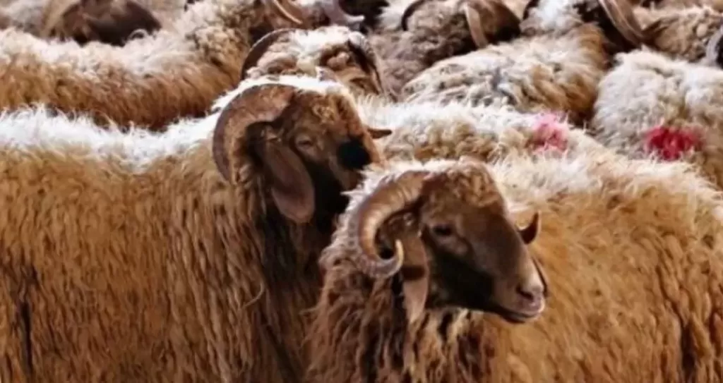 التحقيق مع موظف اصطحب خروفًا إلى الحي بمحافظة القاهرة