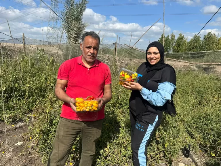”فيديو” لأول  مرة في مصر..نجاح زراعة طماطم نادرة سعر الكيلو يصل لـ 5 ألاف جنيها