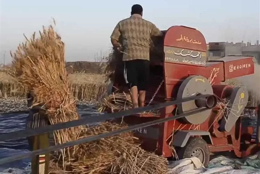 ماكينة دراس القمح تنهي حياة سيدة ثلاثينية أثناء عملها بأرض زراعية في المحلة الكبرى
