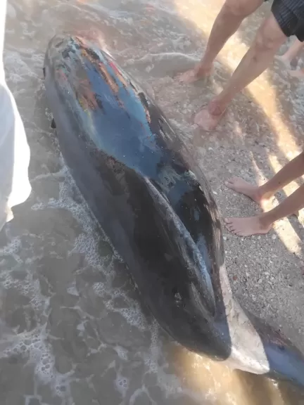 نفوق دولفين ”ذو الأنف الزجاجية” على شاطئ بورفؤاد.. ومدير محميات مصر الشمالية يكشف التفاصيل الكاملة