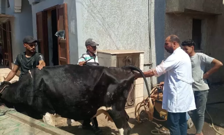 الفحص والعلاج مجانًا.. «بيطري كفر الشيخ» تنظم قافلة شاملة بقرية خاطر