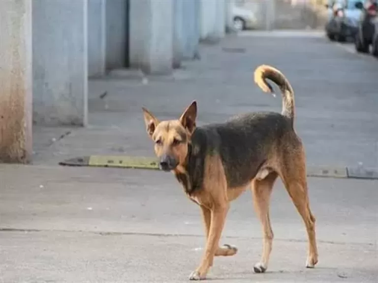 كلب ضال يهاجم أهالي قرية أبيار ويصيب 11 شخصًا بالغربية