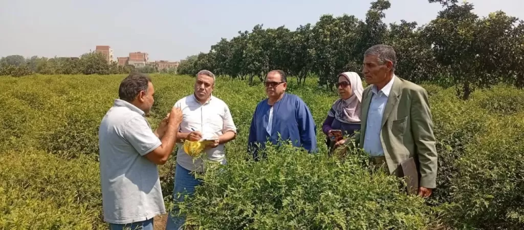 لجنة زراعية بالغربية تتفقد زراعات الياسمين وتوجه بتطبيق التوصيات الفنية لزيادة الإنتاجية