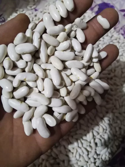 تصدير ”10 طن فاصوليا” في أسبوع طبقاً لتقرير سلامة الغذاء