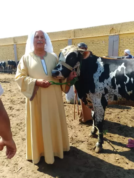لحماية أصحاب الثروة الحيوانية.. الفلاحين :التأمين على الماشية الحل