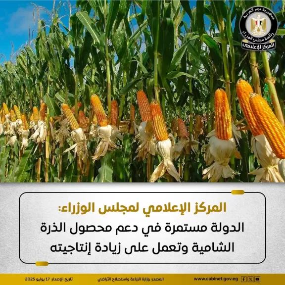 معلومات الوزراء: الدولة مستمرة في دعم محصول الذرة الشامية وتعمل على زيادة إنتاجيته