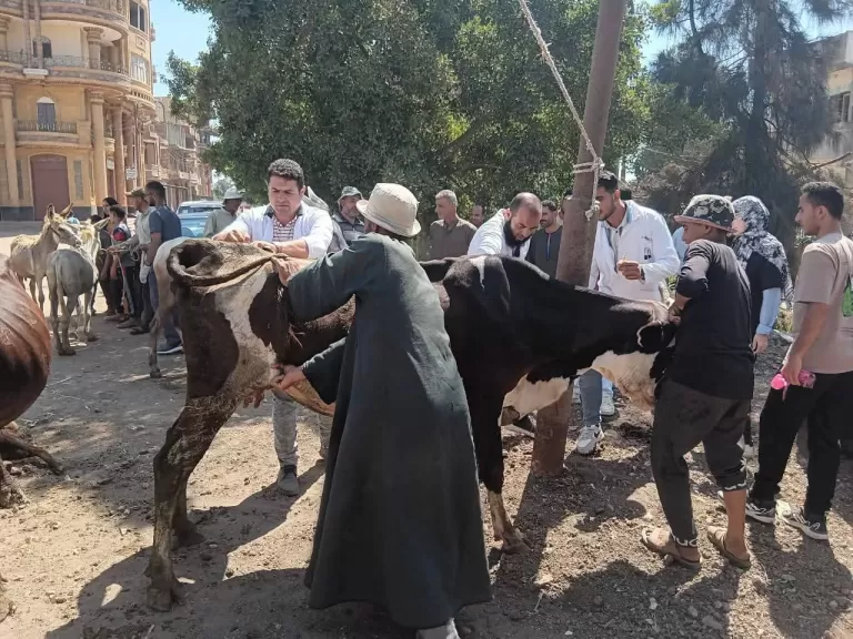 قافلة بيطرية مجانية بقرية سنتماي لتحيصن وعلاج الماشية