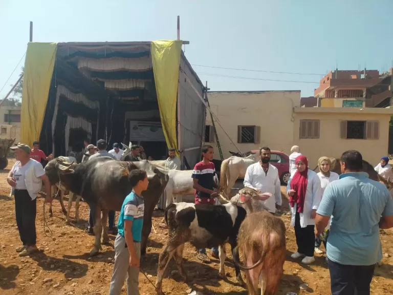 قافلة بيطرية تعالج آلاف الطيور والماشية في محلة منوف بالغربية