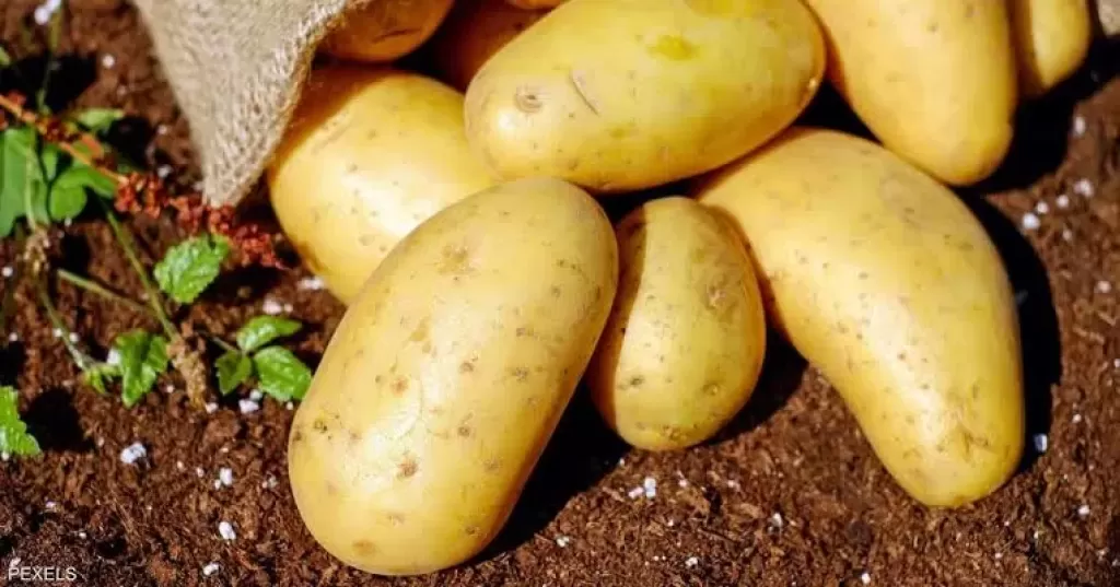 البطاطس المصرية تغزو أوروبا.. فهل ترتفع أسعارها؟.. الفلاحين تجيب