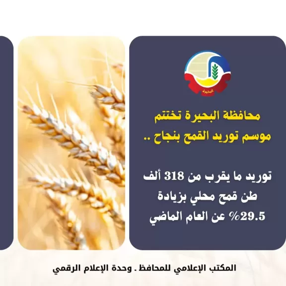 البحيرة تختتم موسم توريد القمح بإجمالى 318 ألف طن وزيادة 29.5% عن العام الماضي
