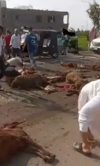 حادث سير يتسبب في دهس 35 نعجة بطريق الهكس بمدينة مطوبس في كفر الشيخ