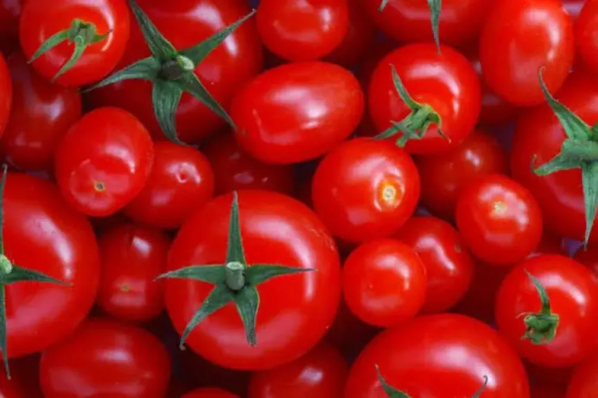 بعد انخفاضها بالأسواق.. الفلاحين: فدان الطماطم حاليا يخسر 100 ألف جنيه