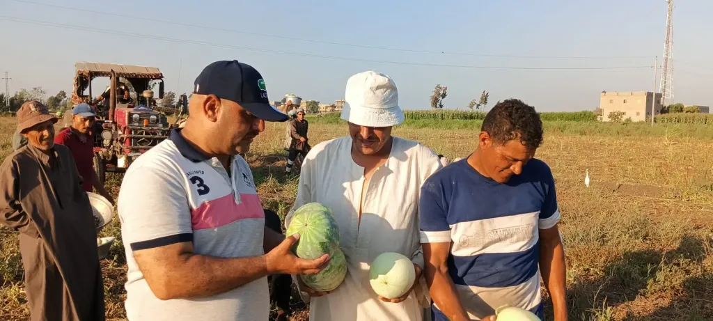 درجات الحرارة المرتفعة تهدد محصول اللب الرومي بكفرالشيخ.. والمزارعون: ”أشعة الشمس أنهت آمالنا”