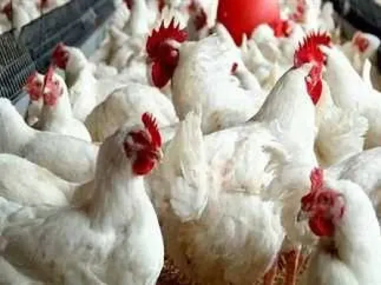 أسعار الدواجن والبيض اليوم السبت.. البانيه يسجل 210 جنيهات للكيلو