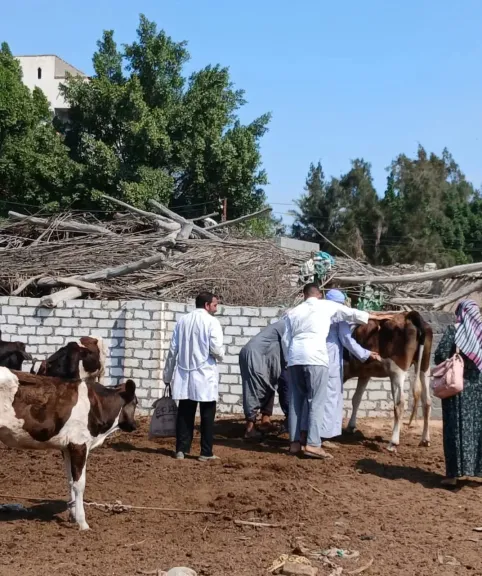 ”بيطري البحيرة”: تحصين 196 ألف رأس ماشية ضد الحمى القلاعية