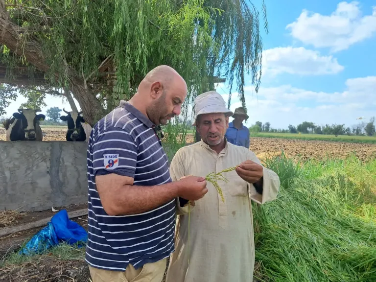 فرحة المزارعين بكفر الشيخ مع بدء موسم حصاد الأرز.. و”77” و”104” الأكثر إقبالاً