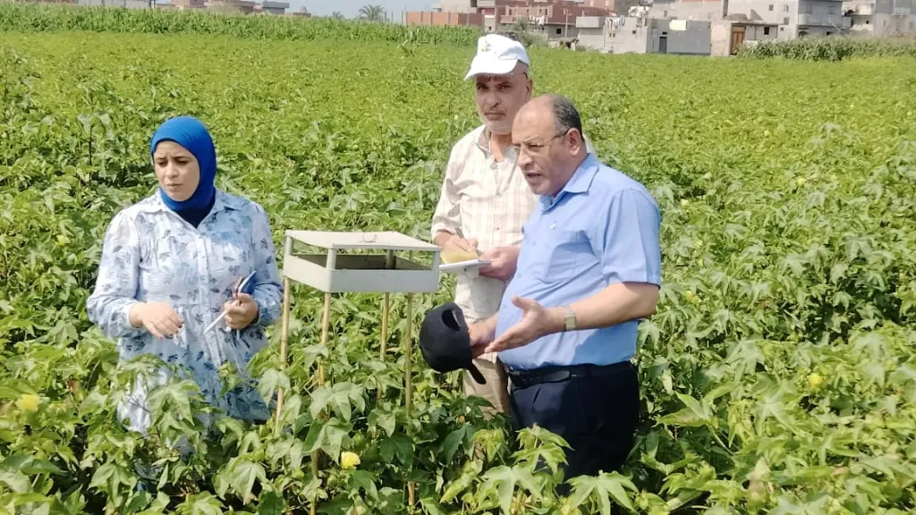 وكيل ”زراعة البحيرة” يفحص زراعات القطن: المحصول بخير