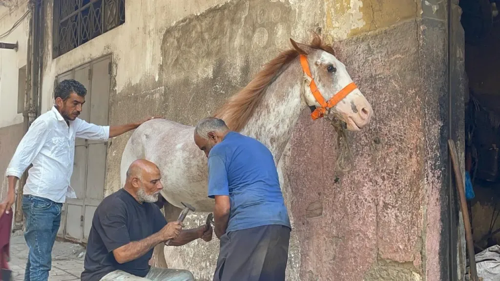 حافظ أقدام الخيول.. ”البيطار” مهنة يتوارثها الأجيال في الإسكندرية