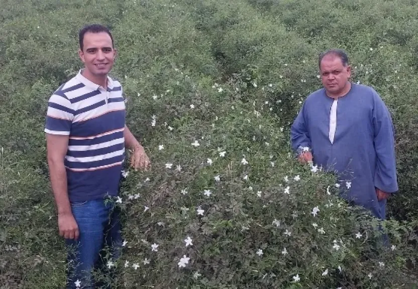 من المحلية للعالمية.. شبرا بلولة قرية مصرية تنتج 70% من زهور الياسمين