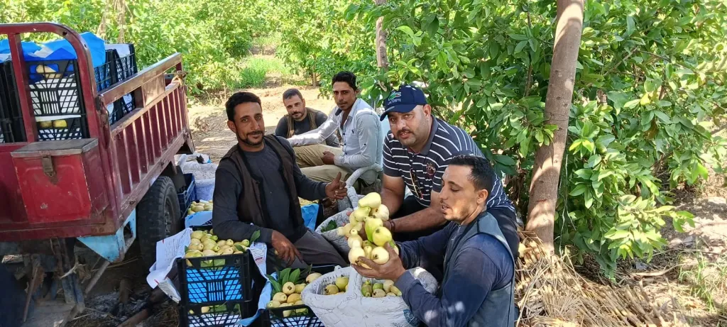 انطلاق موسم حصاد الجوافة المعمورة من أراضي مدينة مطوبس بمحافظة كفرالشيخ