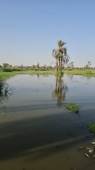 الأراضي كلها غرقت.. زيادة منسوب النيل يعيق الزراعة في جزيرة نجع مكي بقنا