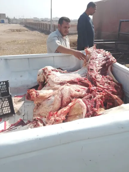 محافظ أسيوط: ضبط ذبيحة غير صالحة للاستهلاك الآدمي تزن 350 كجم خلال حملة مكبرة على أسواق الغنايم