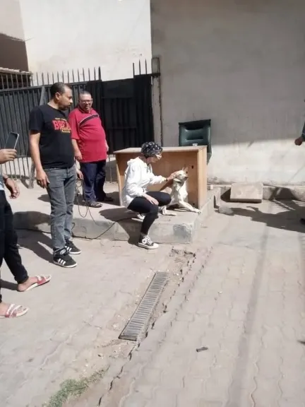 كلب يقتحم مستشفى المبرة بالمحلة.. والطب البيطري يتدخل بهدوء