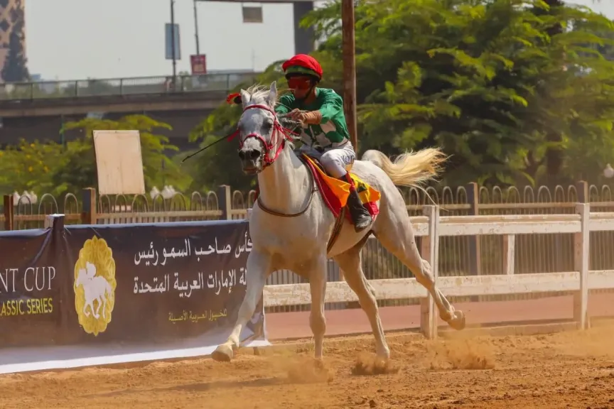 الأصالة تعانق التاريخ.. القاهرة تستضيف احدى محطات كأس رئيس دولة الإمارات للخيول العربية الأصيلة