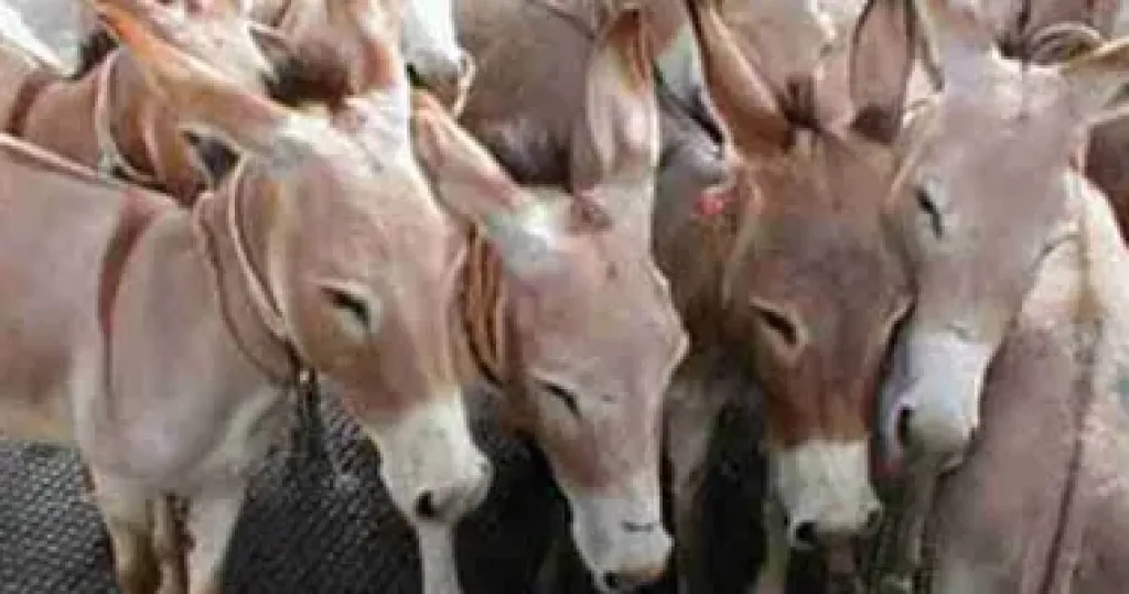 جلود الحمير تقود توتراً في العلاقات الصينية الأفريقية جلود الحمير تقود توتراً في العلاقات الصينية الأفريقية