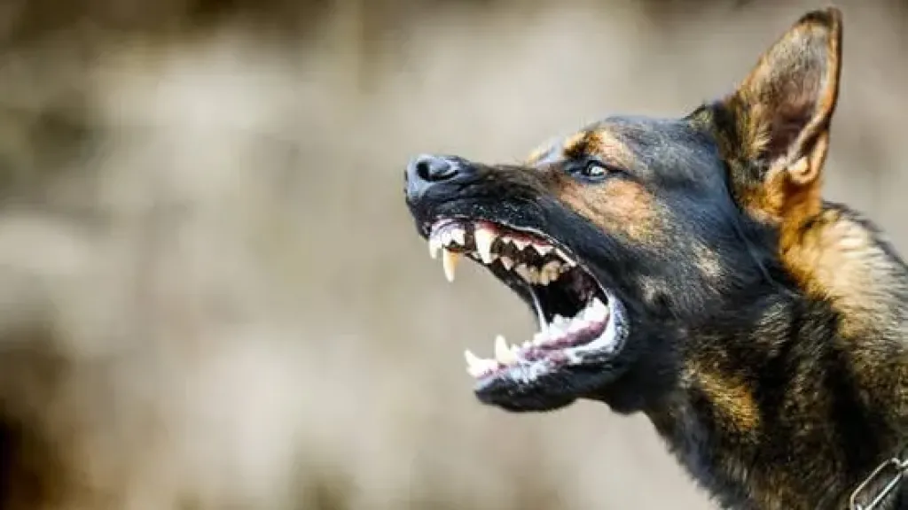 إصابة 7 أشخاص في هجوم كلب مسعور بأسيوط إصابة 7 أشخاص في هجوم كلب مسعور بأسيوط