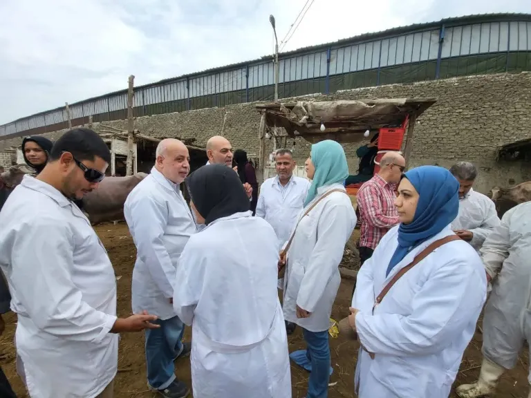 حملة بيطرية موسعة بالقليوبية لتحصين الماشية.. وخط دفاع قوي ضد الحمى القلاعية