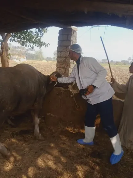 محافظ القليوبية يتابع جهود تحصين الماشية ضد الأوبئة.. و65 ألف رأس تحت الحماية