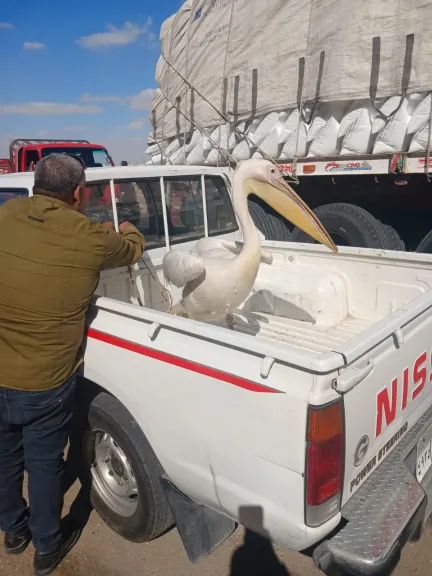 حملة موسعة لحصر وجمع طيور البجع بطريق السخنة ومصادرة بجعتين وحصر شامل للطيور بالموقع