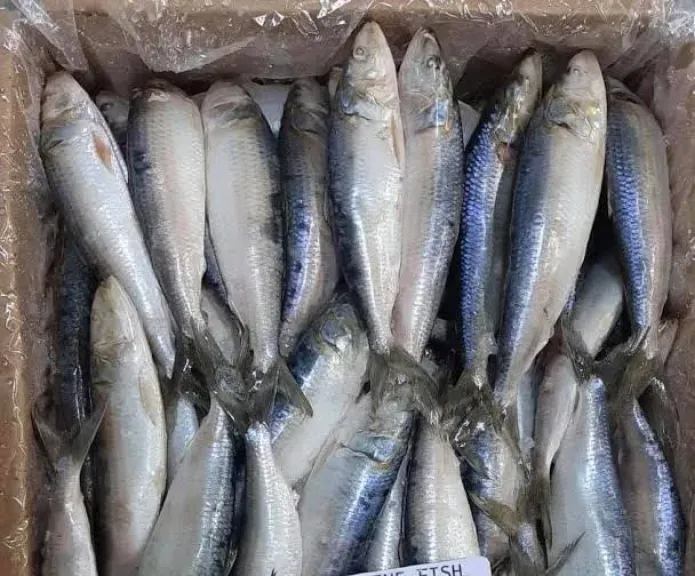 ”تموين الغربية” تضبط 750 كيلو أسماك مجمدة غير صالحة داخل ثلاجة بقرية شوني بطنطا