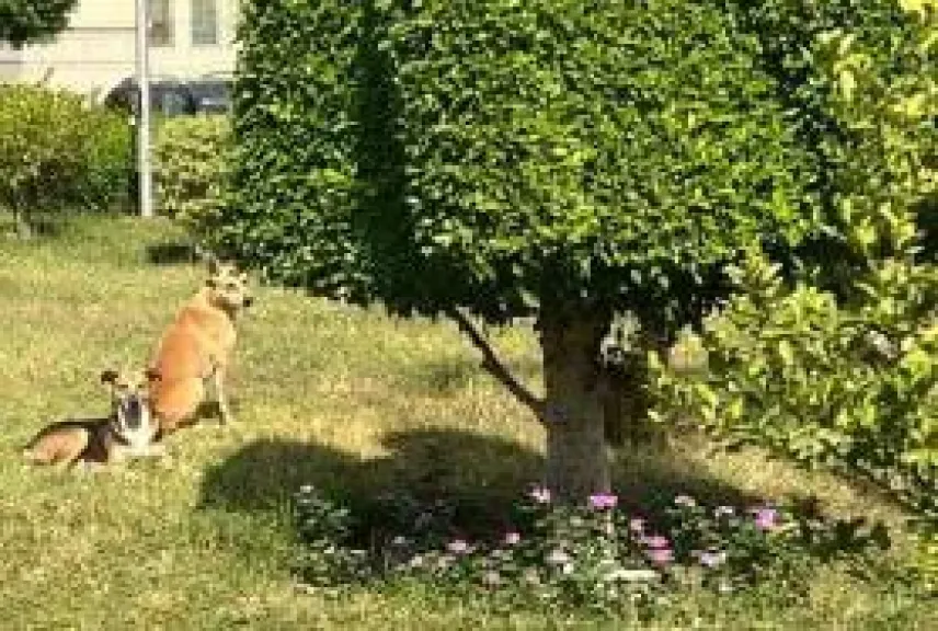 انقذوا حديقة انطونيادس من الكلاب الضالة