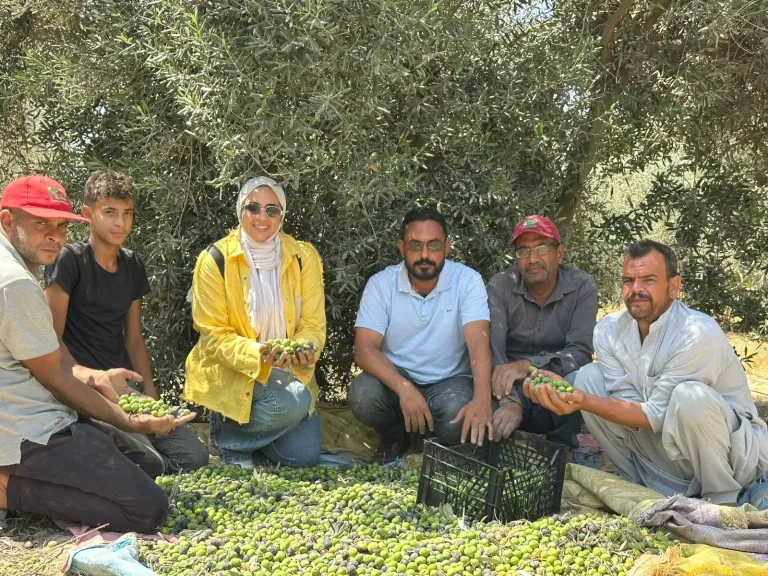 ذهب أخضر في أرض الرمال: حكاية حصاد ثمرة الجنة ”الزيتون” في البحيرة