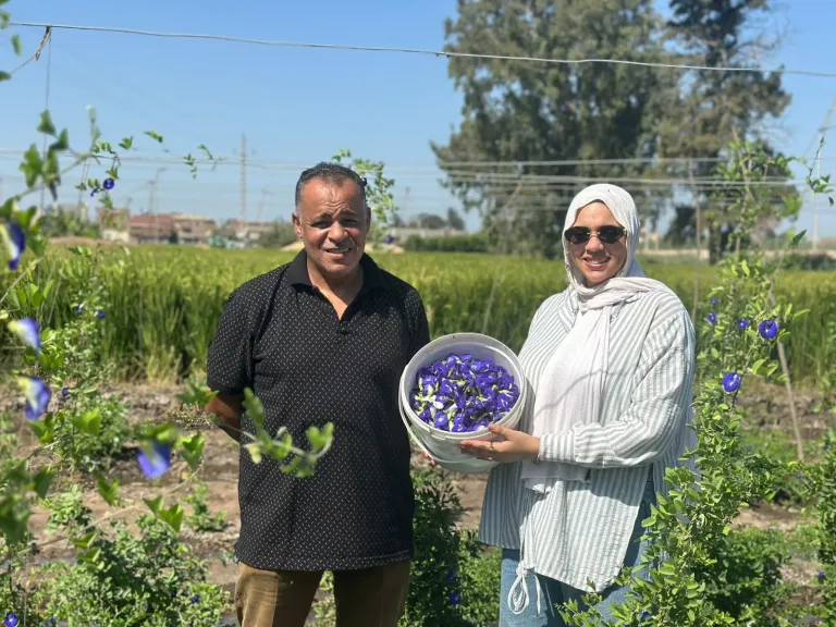 سعر الكيلو يصل لـ 6 ألاف جنيه.. نجاح زراعة الشاي الأزرق لأول مرة بالبحيرة