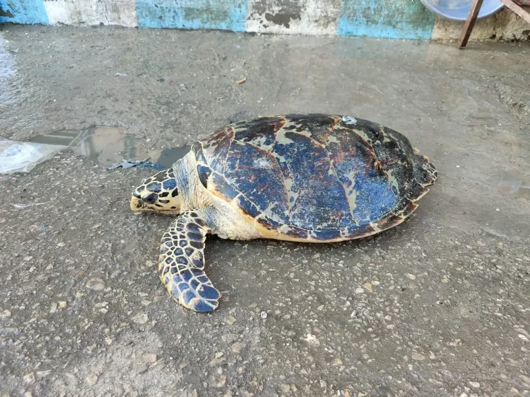 بعد أسبوع من التفتيش.. البيئة تضبط 4 بجعات وتعثر على سلحفاة بحرية وتعيدها لبيئتها الطبيعية