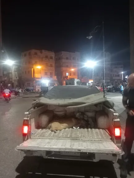 محافظ البحيرة: حملات لتحصين الكلاب الضالة ضد ”السعار” ومواقع لإيوائها بطرق آمنة