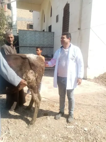 قطاعات الطب البيطري بكفر الشيخ تعالج وتُشخّص حمل 3171 حالة خلال نوفمبر 2025