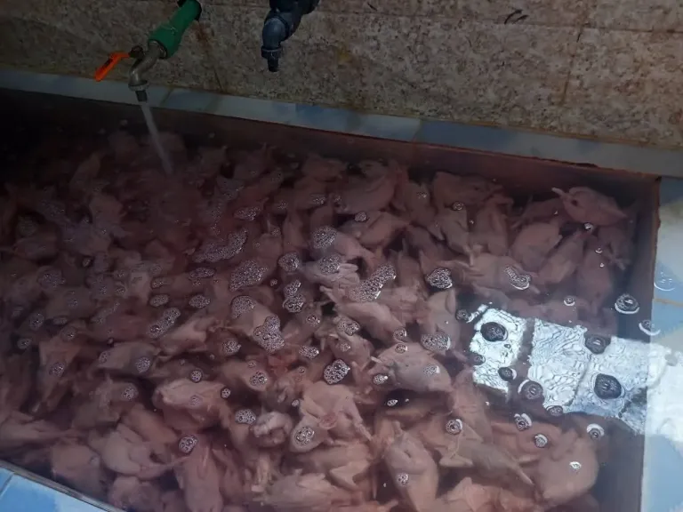 ضبط طن و396 كيلو لحوم وسمان ورنجة غير صالحة وتحرير 5 محاضر في حملات بيطرية وتموينية مكثفة بكفر الشيخ